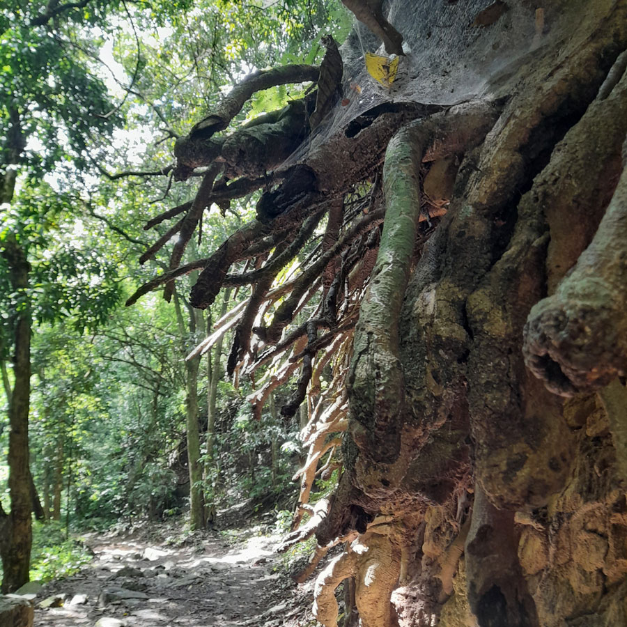 Ecopracticas-Naturaleza-Conservacion-ambiental-Cambio-Climatico-Venezuela Ecopracticas-Naturaleza-Conservacion-ambiental-Cambio-Climatico-Venezuela